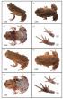 Mountain refuge yields new horned toad as lowland plantations spread