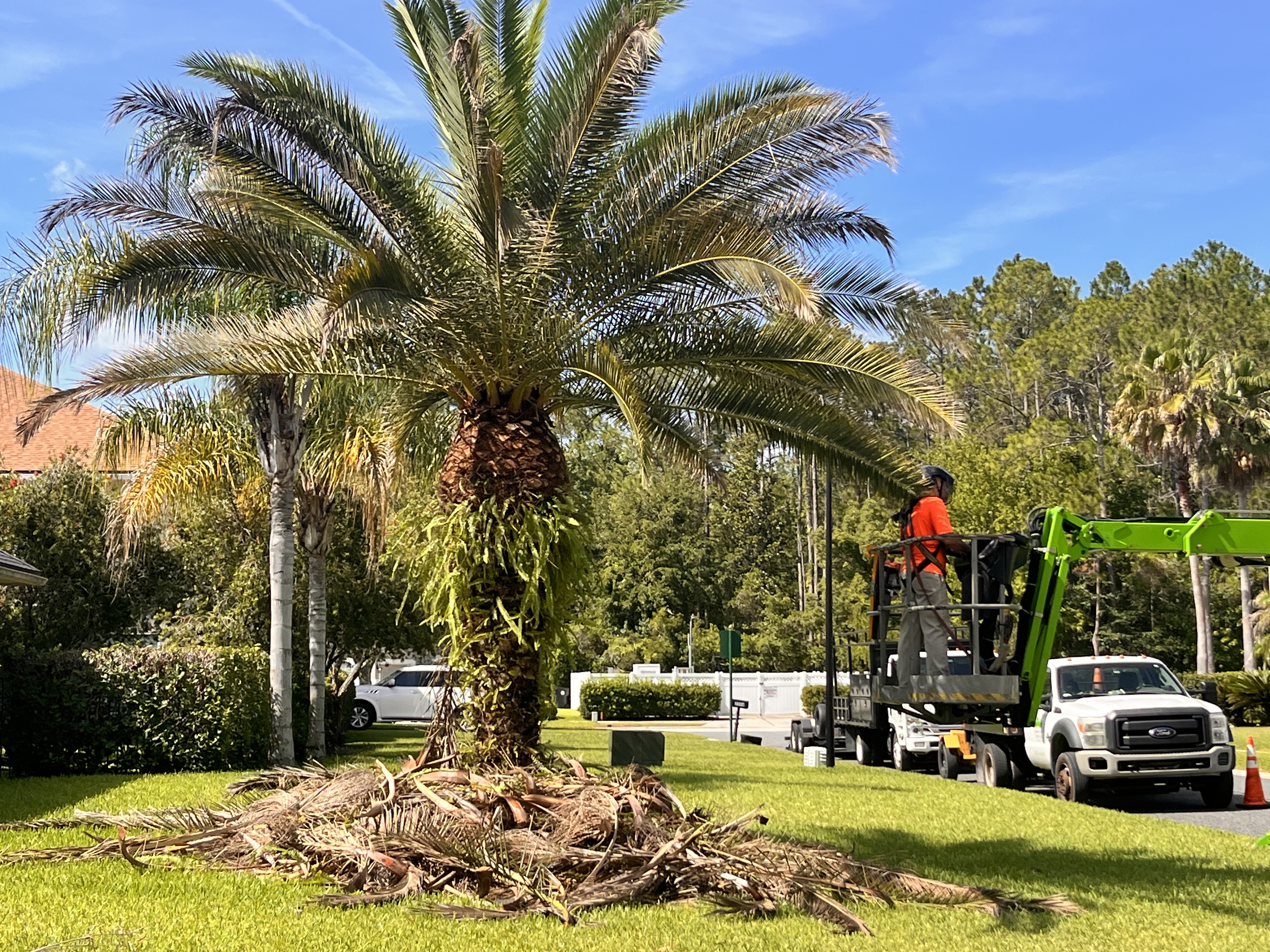 Tree Tech Tree Service announces launch of new website