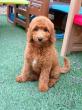 Windsong Doodles Outlines Health Testing, Puppy Development and Family Matching