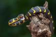  Snakes Play Important Ecological Role in Louisiana's Wetlands and Wildlife Habitats