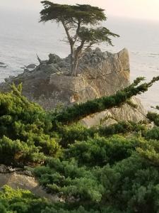 Iconic photo Asilomar Lone Cypress winner ACHT Photo Contest Innovation Conference