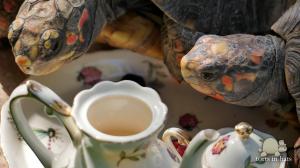 Rosweld and Poppy Tea Time - Torts In Hats
