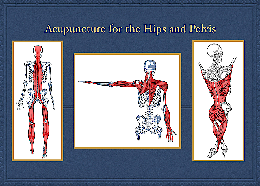 Acupuncture for Musculoskeletal Pain The Anatomy of Meridians
