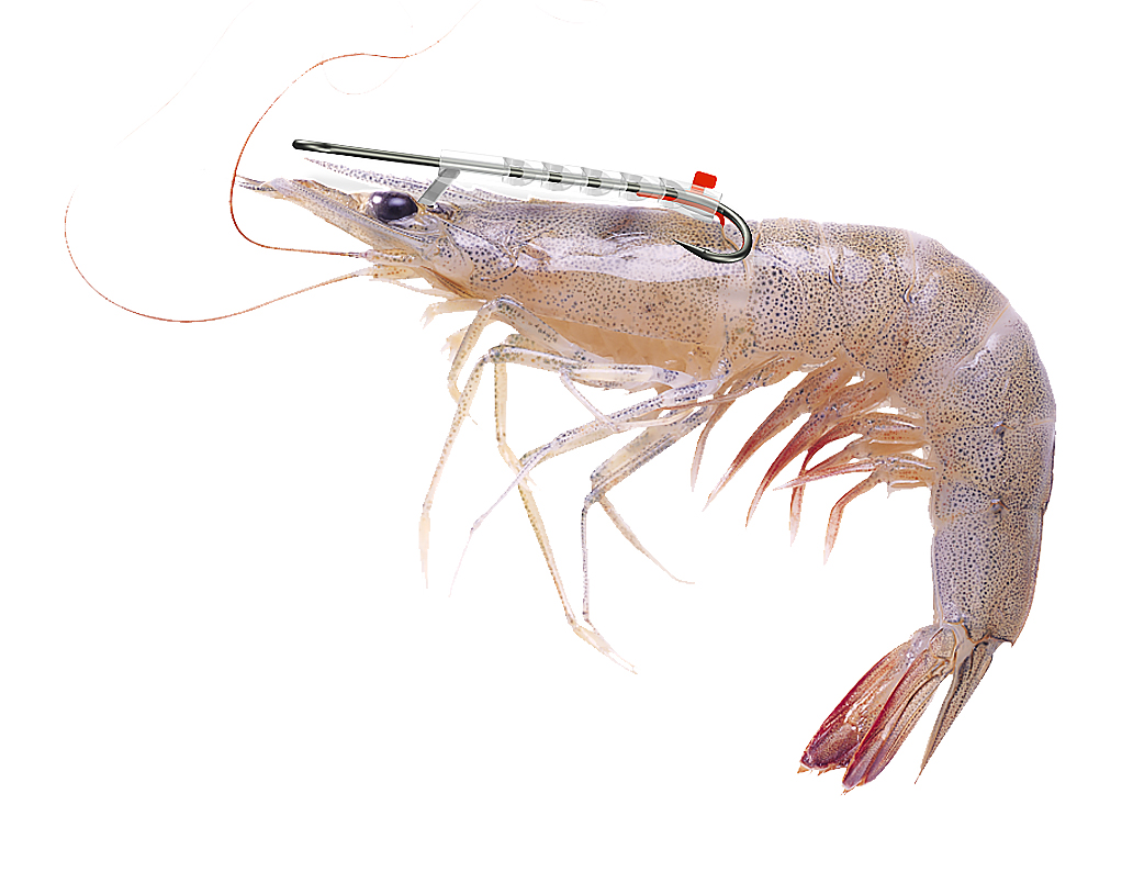 Introducing The Shrimp Walker: The Only Live Shrimp Holder Hook Available.  Shrimp Stay Alive Until Fish Strike