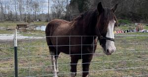 Rooterville Clydesdale