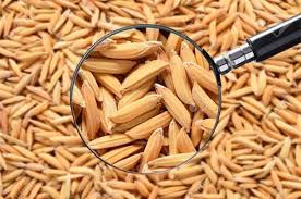 Introduction
The research report has incorporated the analysis of different factors that augment the market’s growth Global Rice Seed Market