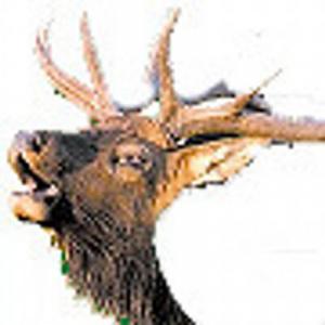 Estes Park Trail Gazette
