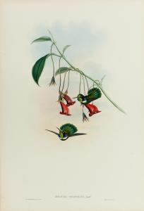 Antique drawing of a White-throated Daggerbill Hummingbird by John Gould