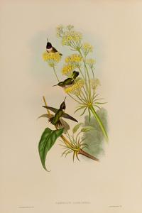 Antique drawing of a Black-chinned Hummingbird by John Gould
