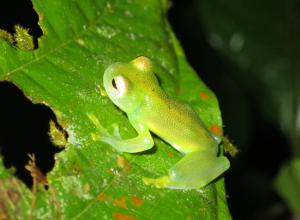 Costa Rica Glass Frogs