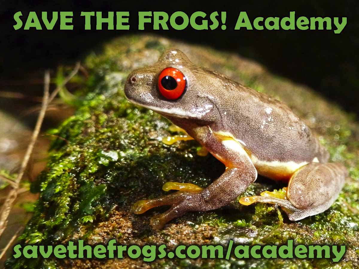 SAVE THE FROGS! Is Teaching Homeowners How To Build Backyard Frog Ponds