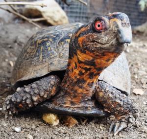 American Tortoise Rescue Honors “Senior Class” at Sanctuary 2