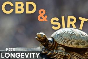 New Research on CBD and SIRT for longevity