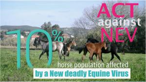 NEV is a horse equivalent of HIV and is becoming an increasingly serious threat to at least 10 percent of the global horse population.To counter this emerging threat, Equigerminal Team has launched a crowdfunding campaign to raise funds.