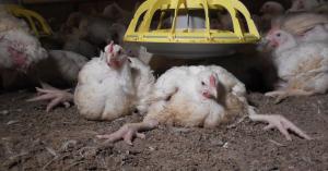 Lame chickens. This image represents typical chickens used for meat and does not necessarily come from a supplier to these meal kit companies.