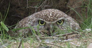 This owl lives in the Ballona Wetlands and would lose his home if it is bulldozed.