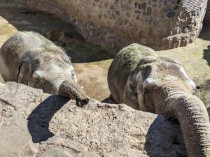 Mother and daughter Elephants confined to concrete pit at Mendoza EcoParque before their rescue this week by Global Sanctuary for Elephants and transport to Elephants Sanctuary Brazil