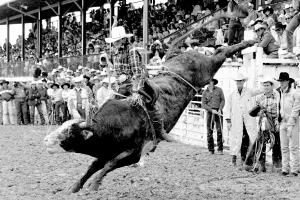 The Art of Rodeo by Chris Navarro - AFV NEWS