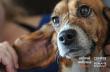 FDA Commissioner and Congress Speaking Same Language to Reduce Animal Testing in Drug Development
