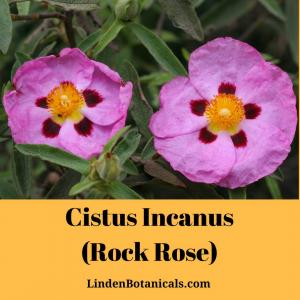 Cistus incanus Herbal Tea from Linden Botanicals