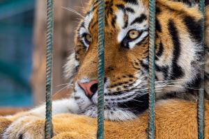 Big cat looks forlornly from behind bars.