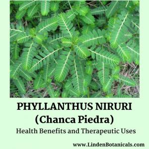Linden Botanicals Phyllanthus niruri Tea