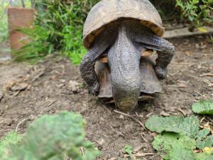 World Turtle Day® International Shellebration is May 23 2