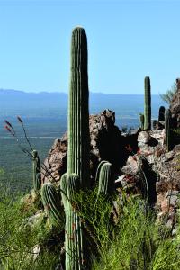 A Saguaro cactus grows on the side of a mountain
