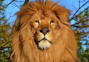 In a new article published in the journal One Earth, scientists from the University of Helsinki in Finland and Flinders University in Australia have reviewed more than 1,000 studies on recreational hunting — the first such attempt to summarize the scientific literature examining the biodiversity and social effects of recreational hunting globally endangered male lions remains a prime target of trophy hunters