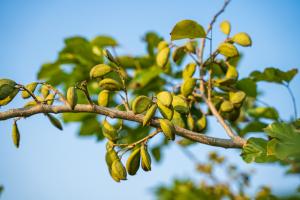 Las vainas de Pongamia