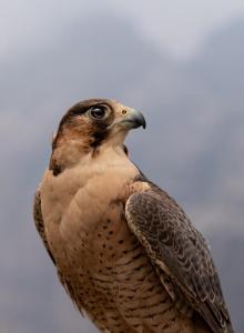 Falconers hail NCW decision to ban hunting of Shaheen and Wakri falcons