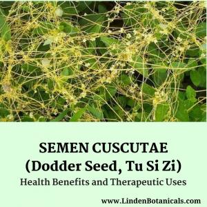 Semen cuscutae - Tu Si Zi - Health Benefits - Linden Botanicals