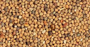Linden Botanicals - Semen cuscutae Extract - Dodder Seed