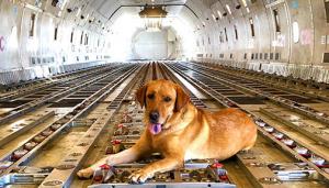 VIP Pet Service: Dog
