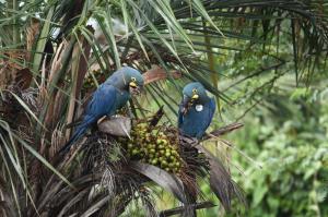 Thanks to the initiative of Loro Parque, Animal Embassy and Biodiversity Conservation Centre, in close collaboration with Loro Parque Fundación, two more Lear's Macaws (Anodorhynchus leari) were released into their natural habitat a few days ago
