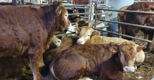 Cows trapped aboard the Karim Allah.
