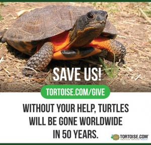 World Turtle Day® International Celebration is May 23 - Allento