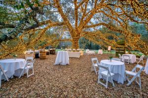 The Houstonian Hotel, Club & Spa makes it easy to plan a delightful celebration with their signature outdoor venues Live Oak Tree with Twinkle Lights - Party Venue
