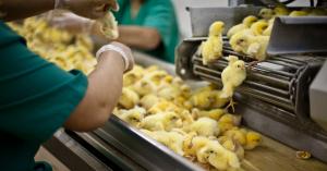 Chicks being sorted by workers moments after birth.