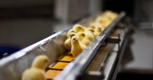 Confused and scared, baby chicks move through the processing facility.