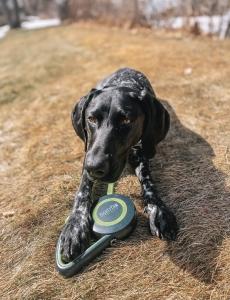 German Shorthaired Pointer Nyx shows off the Mighty Paw Retractable Dog Leash 2.0