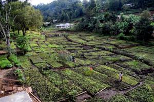 Large tree nursery in Tanzania with thousends of seedlings