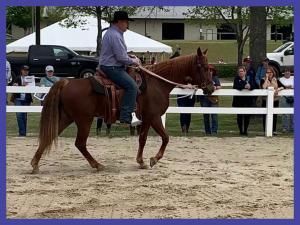 Carl Bledsoe, Gaited Horse Clinician