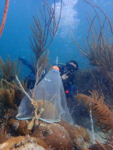 A grooved brain coral is tented while it spawns to allow scientists to capture its gametes