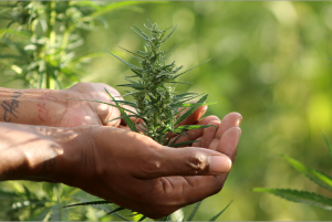 Hemp, a healing plant