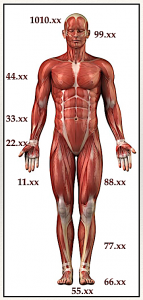 This image shows how points are numbered in the Tung system of acupuncture. It is useful to acupuncture research and helps to integrate neurological and myofascial responses to needling.