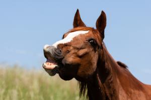 Horse slaughter, horses, Animal Wellness Action