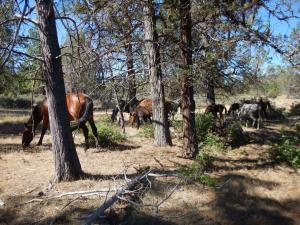 family of wild horses clearing wildfire fuels off a forest floor