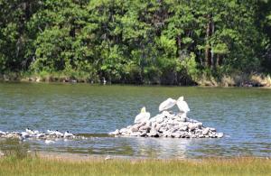 Photo by M. Gough shows Arctic Terns and American White Pelicans at their habitat on Copco Lake on the Klamath River