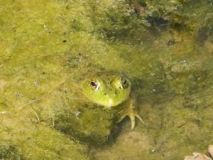 A bright green frog is seen hiding along with fish fry in the aquatic vegetation of Copco Lake on the Klamath River